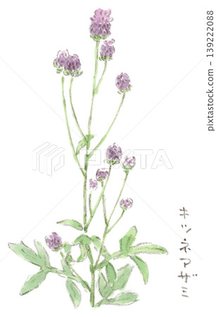 A spring plant, a flower that looks like it's wearing a light purple hat. Watercolor illustration of a fox thistle. A spring plant, a flower that looks like it's wearing a light purple hat. Watercolor illustration of a fox thistle. 139222088