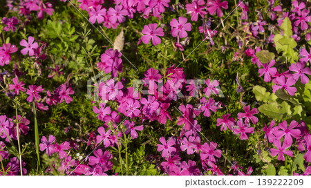 ground cover 139222209