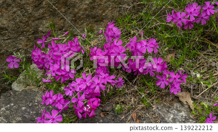 ground cover ground cover 139222212