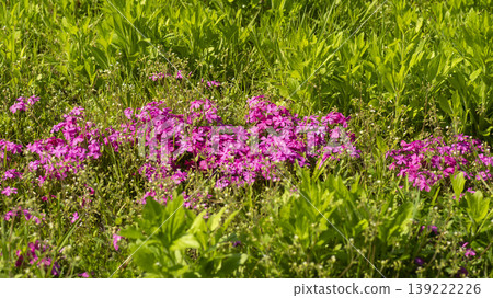 ground cover ground cover 139222226