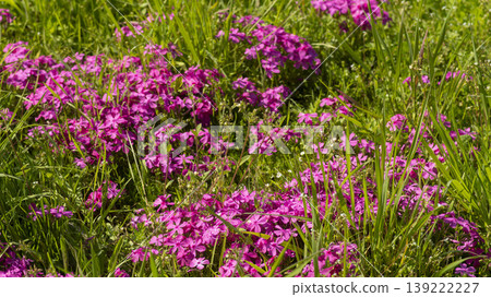 ground cover 139222227