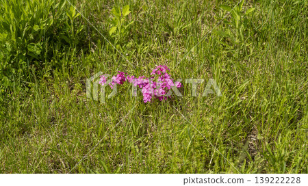 ground cover ground cover 139222228