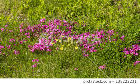 ground cover ground cover 139222231