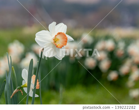 Narcissus flower Narcissus flower 139222282
