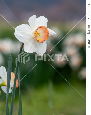 水仙花 水仙花 139222283