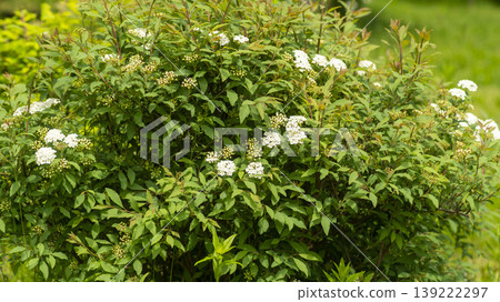 Rowan Rowan 139222297