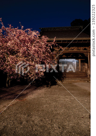鎌倉 26328 妙本寺 1 夜景海棠花盛開 鎌倉 26328 妙本寺 1 夜景海棠花盛開 139222325