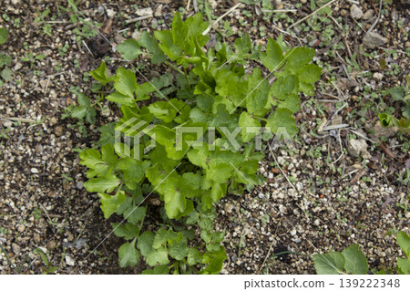 These are Water dropworts sprouts that come out in the spring. These are Water dropworts sprouts that come out in the spring. 139222348