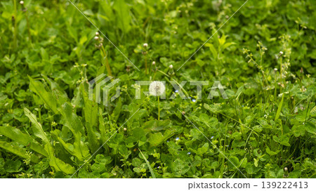 Dandelion Dandelion 139222413