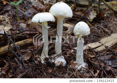 Amanita virosa 139222415