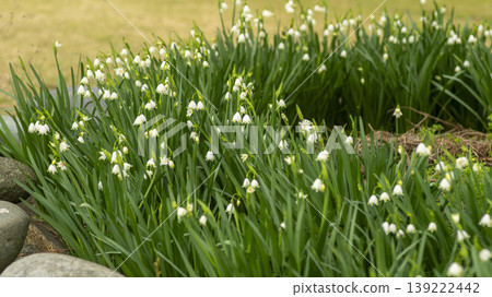 Daffodil Daffodil 139222442