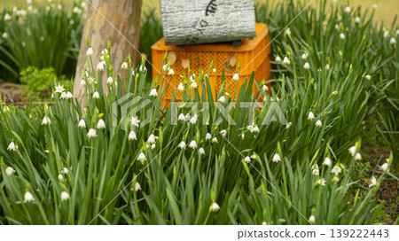 Daffodil Daffodil 139222443