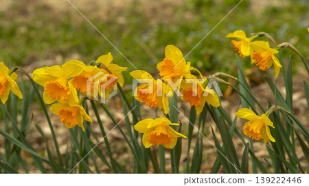 Daffodil Daffodil 139222446