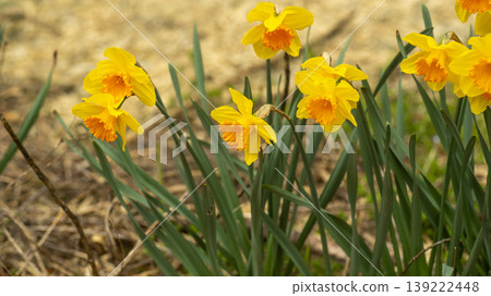 Daffodil Daffodil 139222448