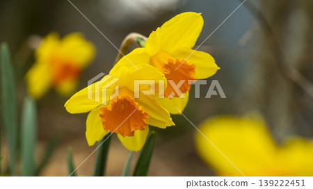 Daffodil Daffodil 139222451