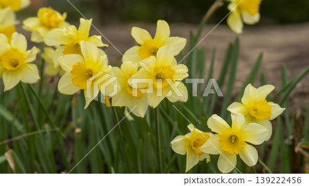 Daffodil 139222456