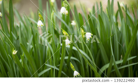 Daffodil Daffodil 139222460