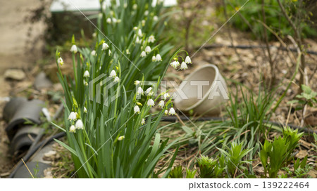 Daffodil Daffodil 139222464