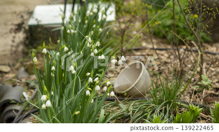 Daffodil Daffodil 139222465