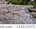 Kamakura 26326, Myohonji Temple 2, Somei Yoshino cherry tree 139222471