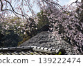 Kamakura 26330, Jochi-ji Temple 14, Weeping Cherry Tree 139222474