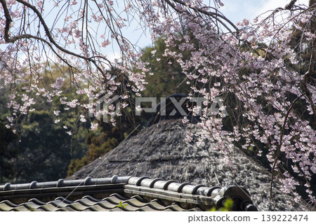 Kamakura 26330, Jochi-ji Temple 14, Weeping Cherry Tree Kamakura 26330, Jochi-ji Temple 14, Weeping Cherry Tree 139222474