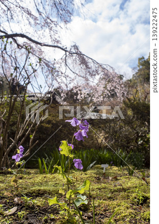 鎌倉26330、淨智寺13號、垂枝櫻花 139222475