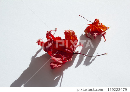 It is a red maple leaf placed on a white background. 139222479