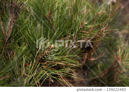 It is a close-up of a pine tree branch. It is a close-up of a pine tree branch. 139222483