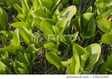 close up Green leaves of hosta. close up Green leaves of hosta. 139222487