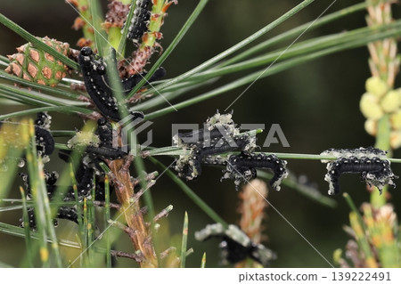 活體生物,昆蟲:松鋸蠅,老齡幼蟲。這是在四月中旬發現的;其他樹上也有中齡幼蟲。 活體生物,昆蟲:松鋸蠅,老齡幼蟲。這是在四月中旬發現的;其他樹上也有中齡幼蟲。 139222491
