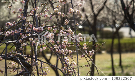 Weeping Plum Weeping Plum 139222507