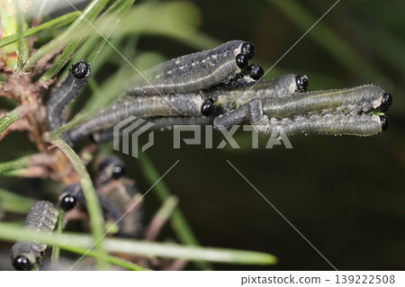 這是一隻活的生物，一種昆蟲：松葉蜂幼蟲，處於中齡期。它的身體呈灰色，帶有白色斑紋。 139222508