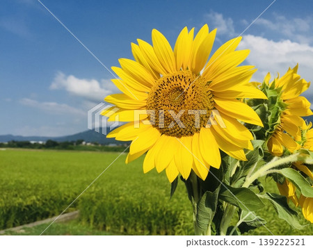 夏天藍天和向日葵領域 夏天藍天和向日葵領域 139222521