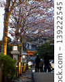 Kamakura 2646 Tsurugaoka Hachimangu Shrine 2 Night Cherry Blossoms 139222545