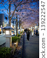 Kamakura 2646 Tsurugaoka Hachimangu Shrine 1 Night Cherry Blossoms 139222547