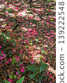 Kamakura 26411, Ankoku-ronji Temple 2, Azaleas 139222548