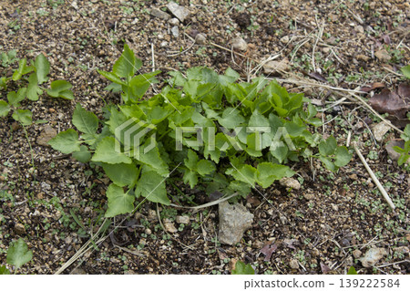 These are Water dropworts sprouts that come out in the spring. These are Water dropworts sprouts that come out in the spring. 139222584