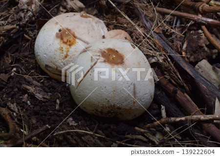 White oyster mushroom 139222604
