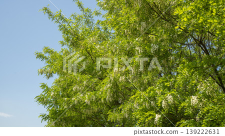 Acacia Acacia 139222631