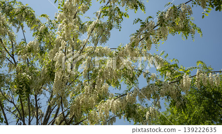 Acacia 139222635