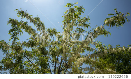 Acacia 139222636