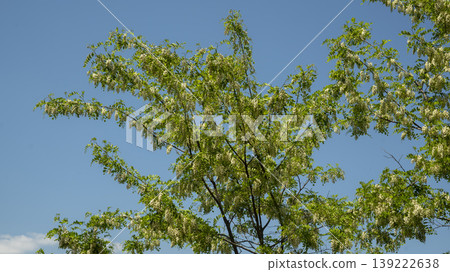 Acacia Acacia 139222638