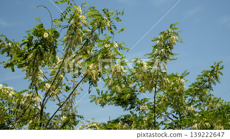 Acacia 139222647