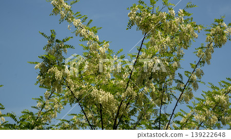 Acacia 139222648