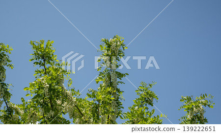 Acacia 139222651