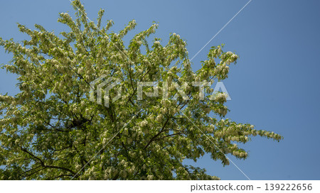 Acacia 139222656