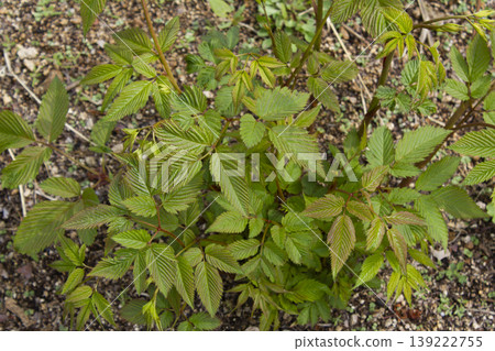 These are the leaves of a goat's beard that are newly growing in the spring. 139222755