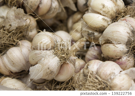 Garlic harvest, growing vegetable, agriculture background Garlic harvest, growing vegetable, agriculture background 139222756