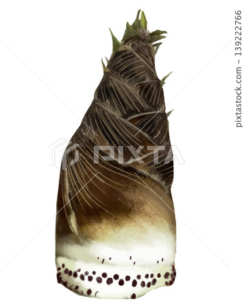 Bamboo shoots painted in watercolor Bamboo shoots painted in watercolor 139222766
